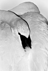 Click on this thumbnail of a greyscale of a Trumpeter Swan to access an enlargement.