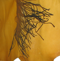 This is a detail of the fringe on the side of a deerskin medicine shirt.